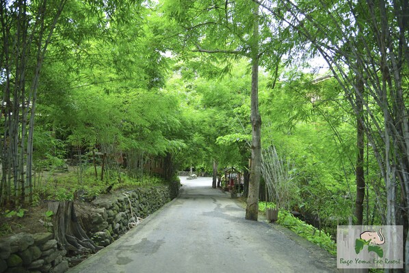 A paved pathway flanked by bamboo trees and a stone wall, leading to a structure with a thatched roof.