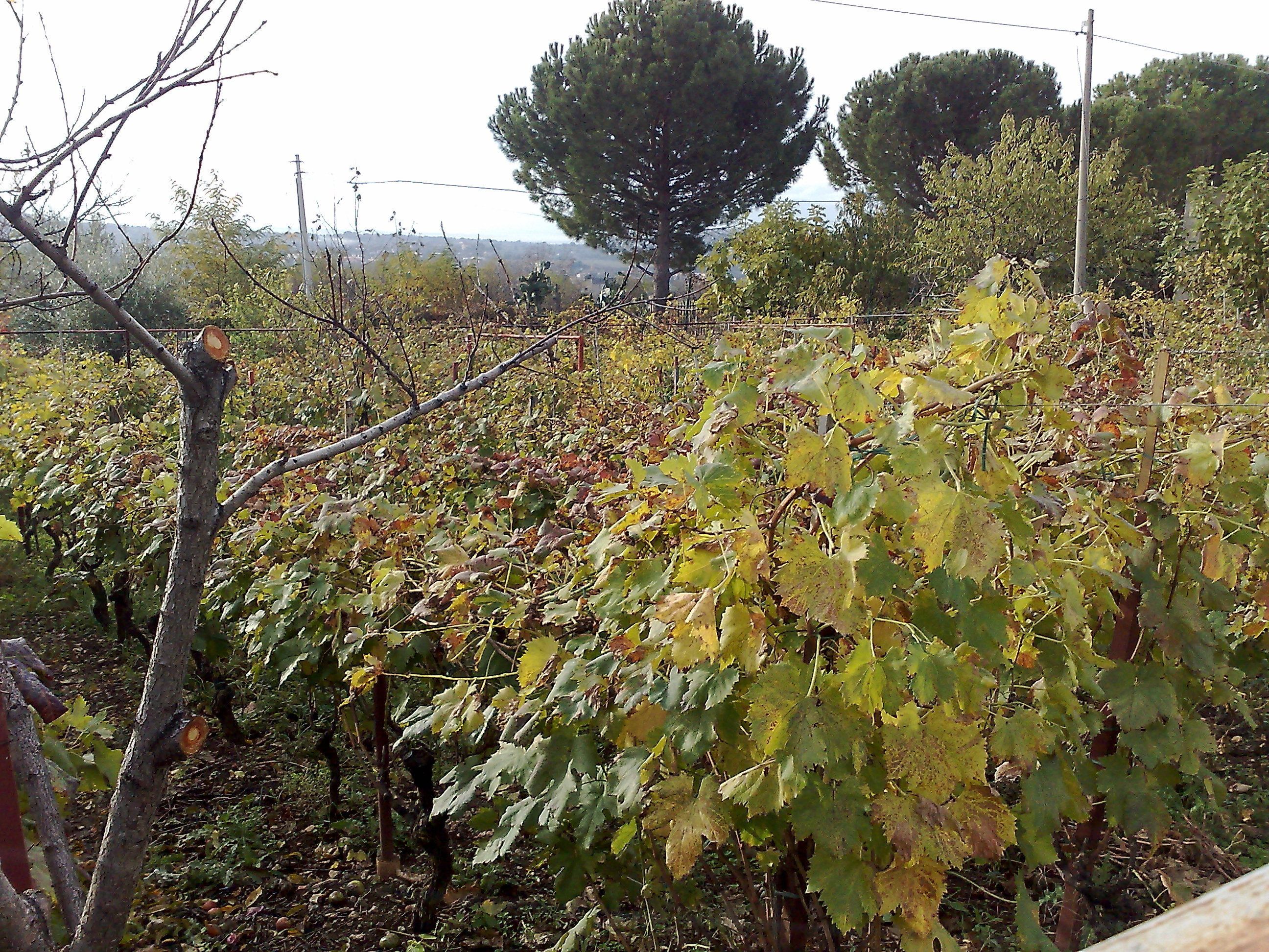 Un vignoble avec des rangées de vignes, un arbre et une clôture.