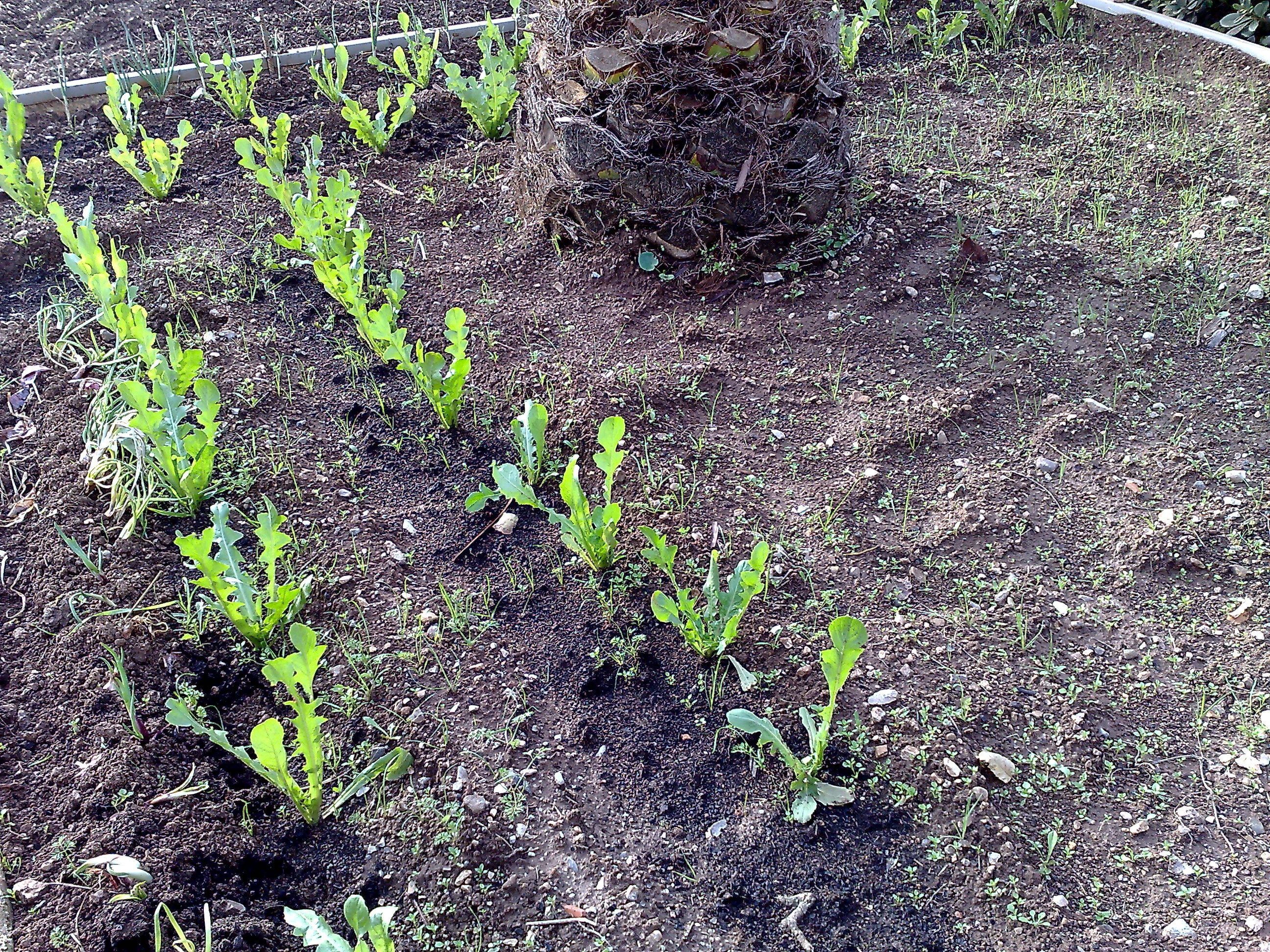 Un jardín con plantas jóvenes creciendo en hileras.