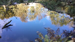 A calm pond with reflections of trees and ferns, surrounded by natural vegetation. - Bamff Ecotourism (Blairgowrie)