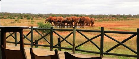 A dining area with tables and chairs overlooking a natural landscape with elephants.