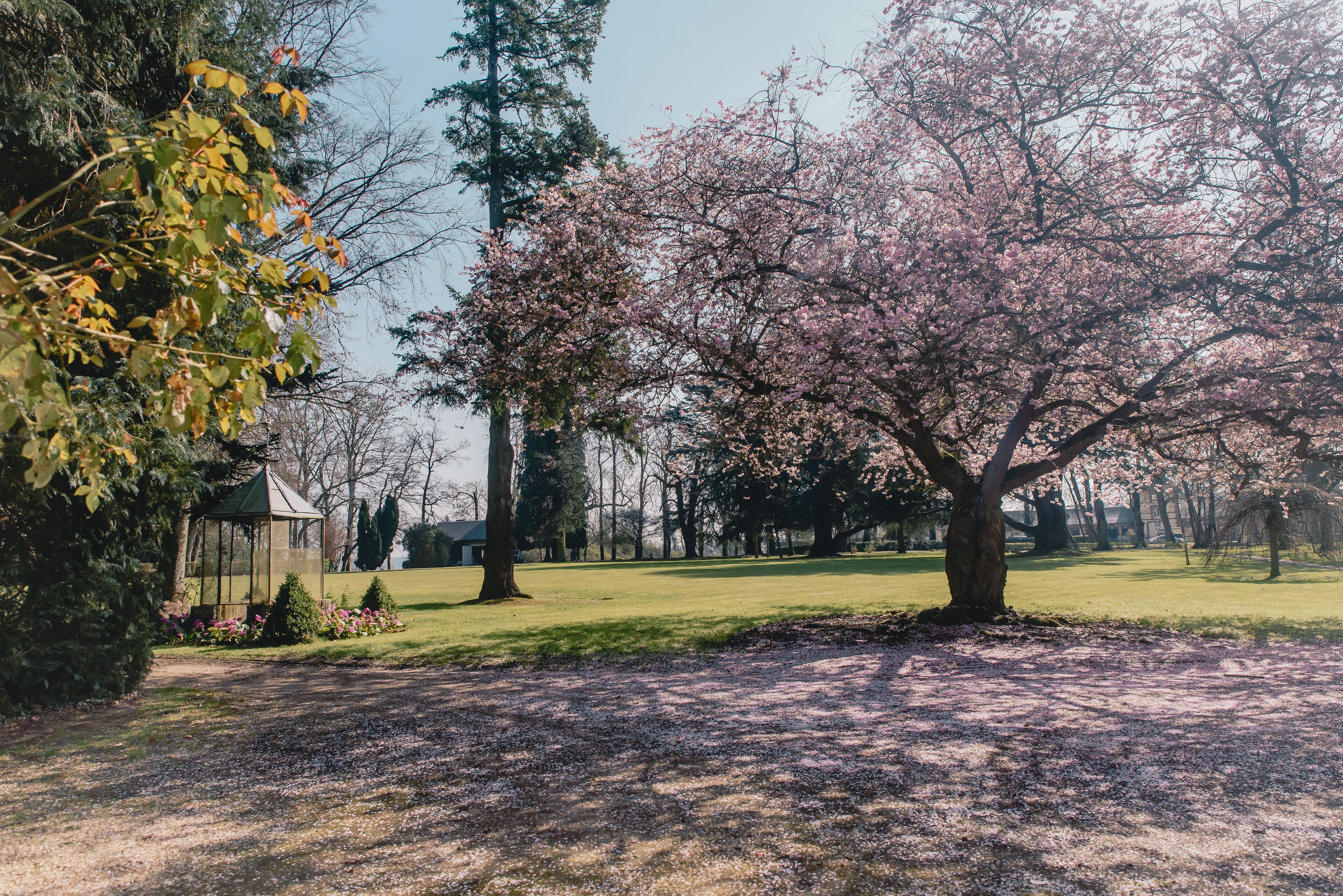 Ein Park mit Kirschblüten, einem Pavillon und einer Rasenfläche.