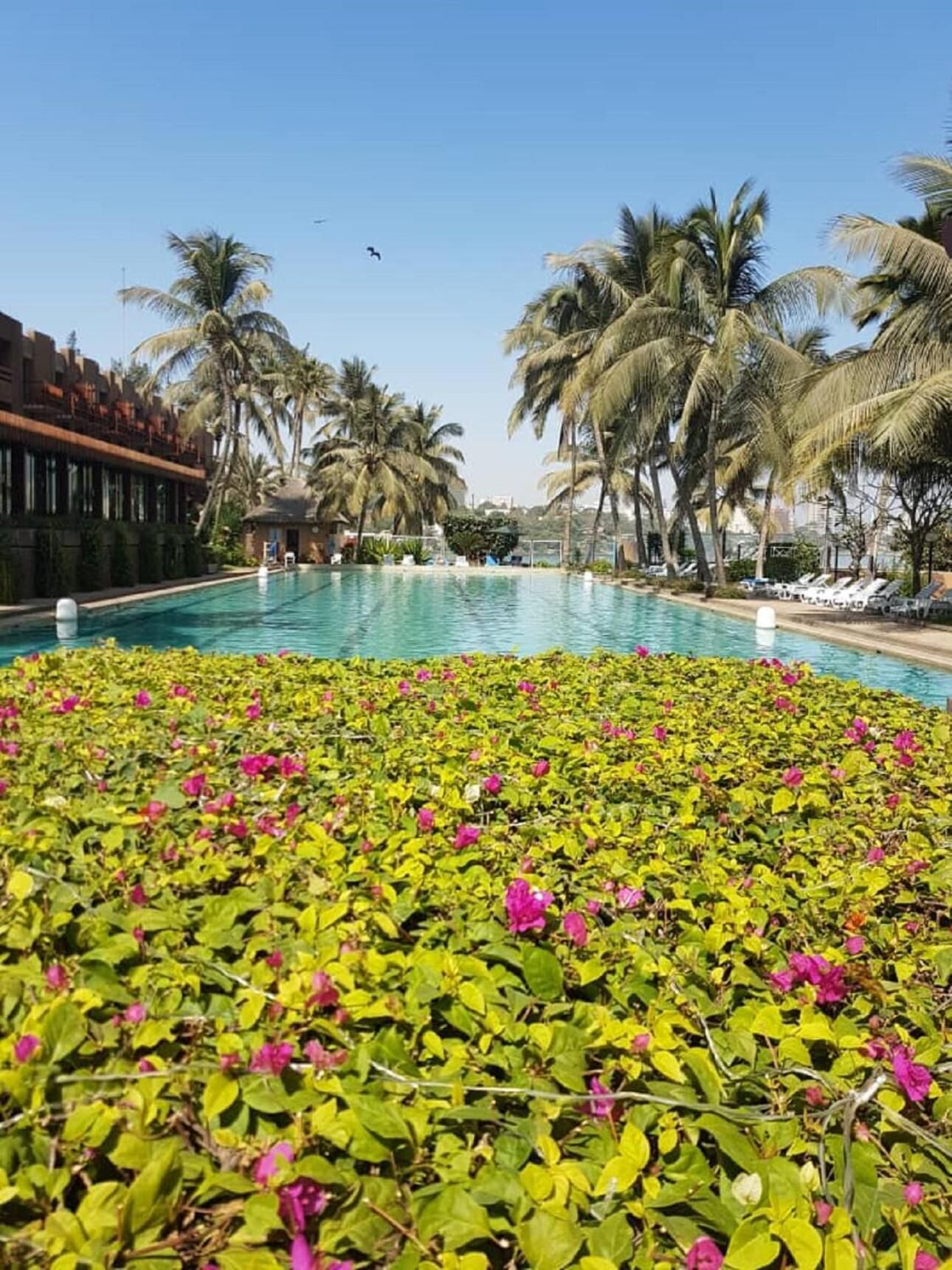 Ein Swimmingpool, umgeben von Palmen und einem Garten mit rosa Blumen.
