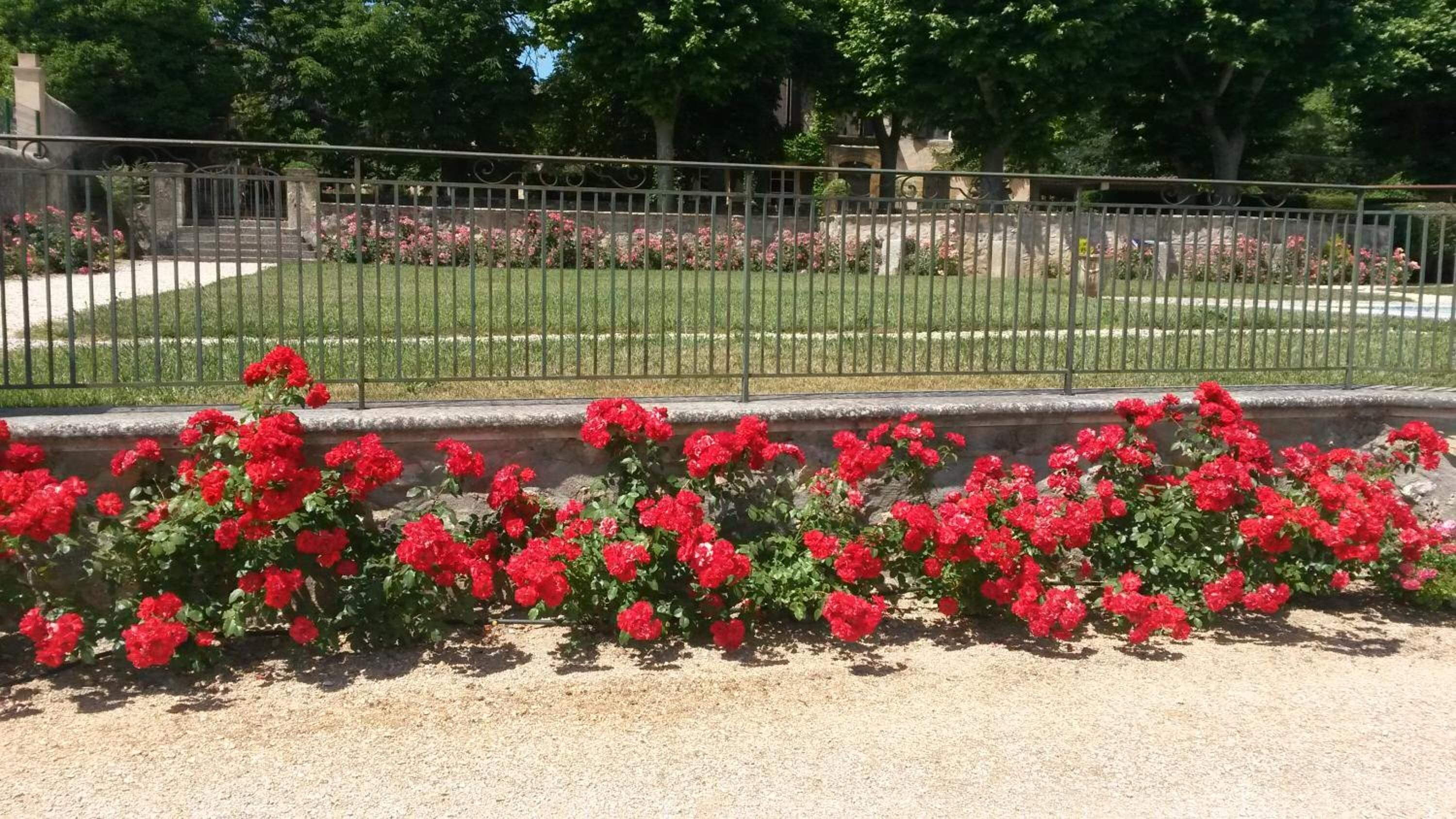 Um cemitério com cerca de metal, flores vermelhas e grama verde.