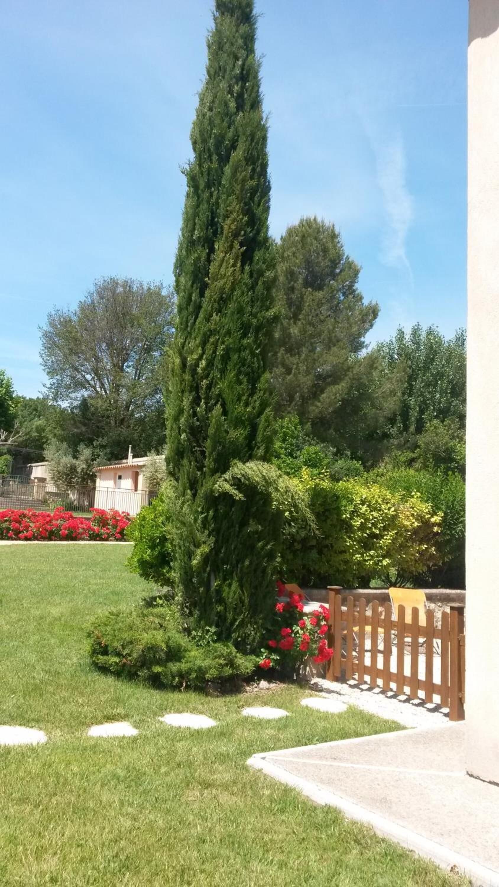 Un jardín cuidado con un alto árbol de hoja perenne, una valla de madera y un edificio al fondo.