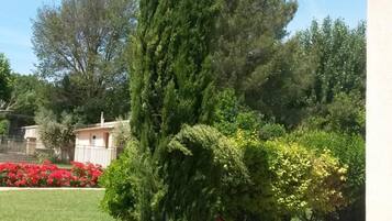 Un jardín cuidado con un alto árbol de hoja perenne, una valla de madera y un edificio al fondo.