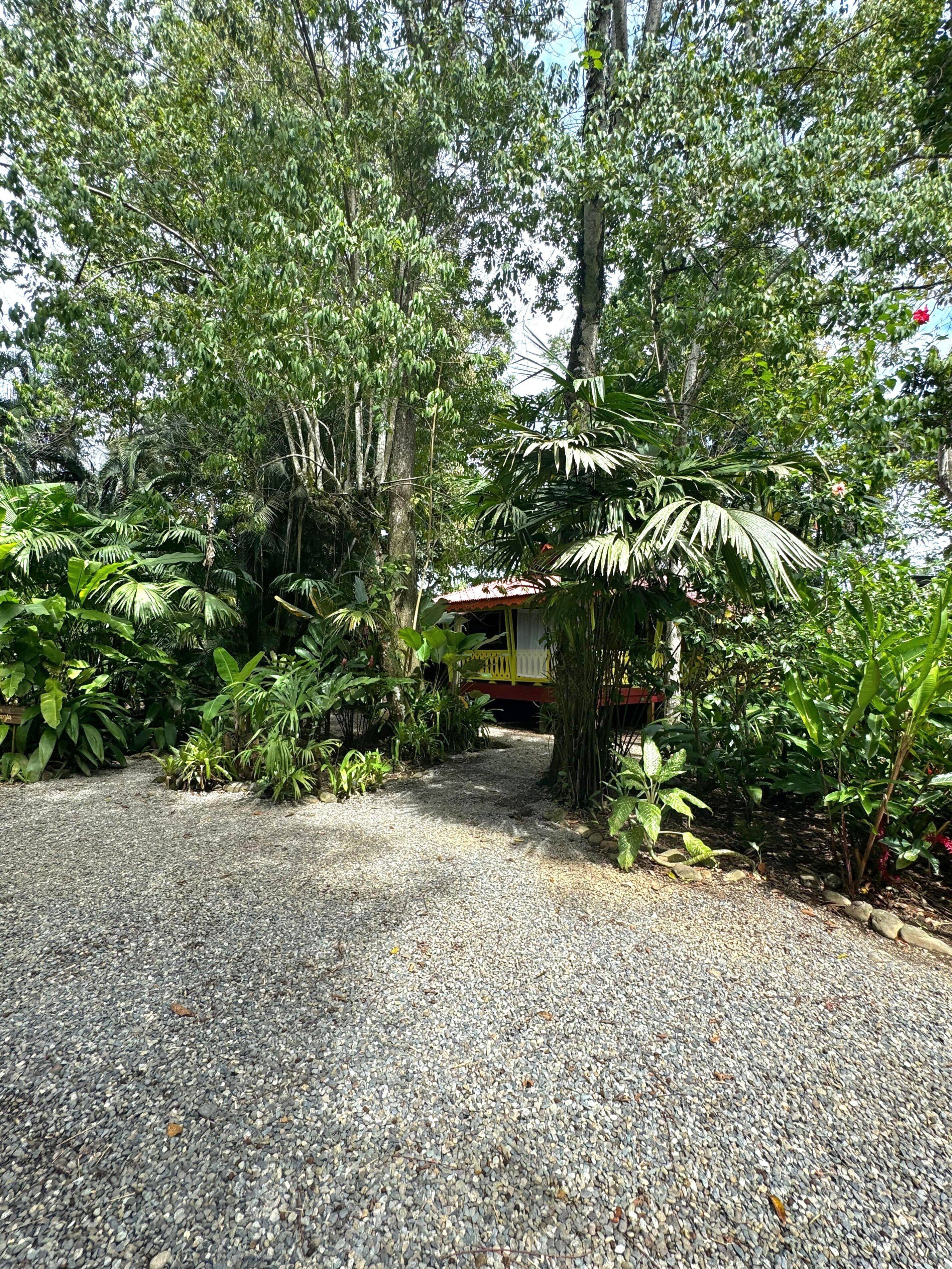 A gravel pathway leading to a building with a red roof, surrounded by dense tropical vegetation.