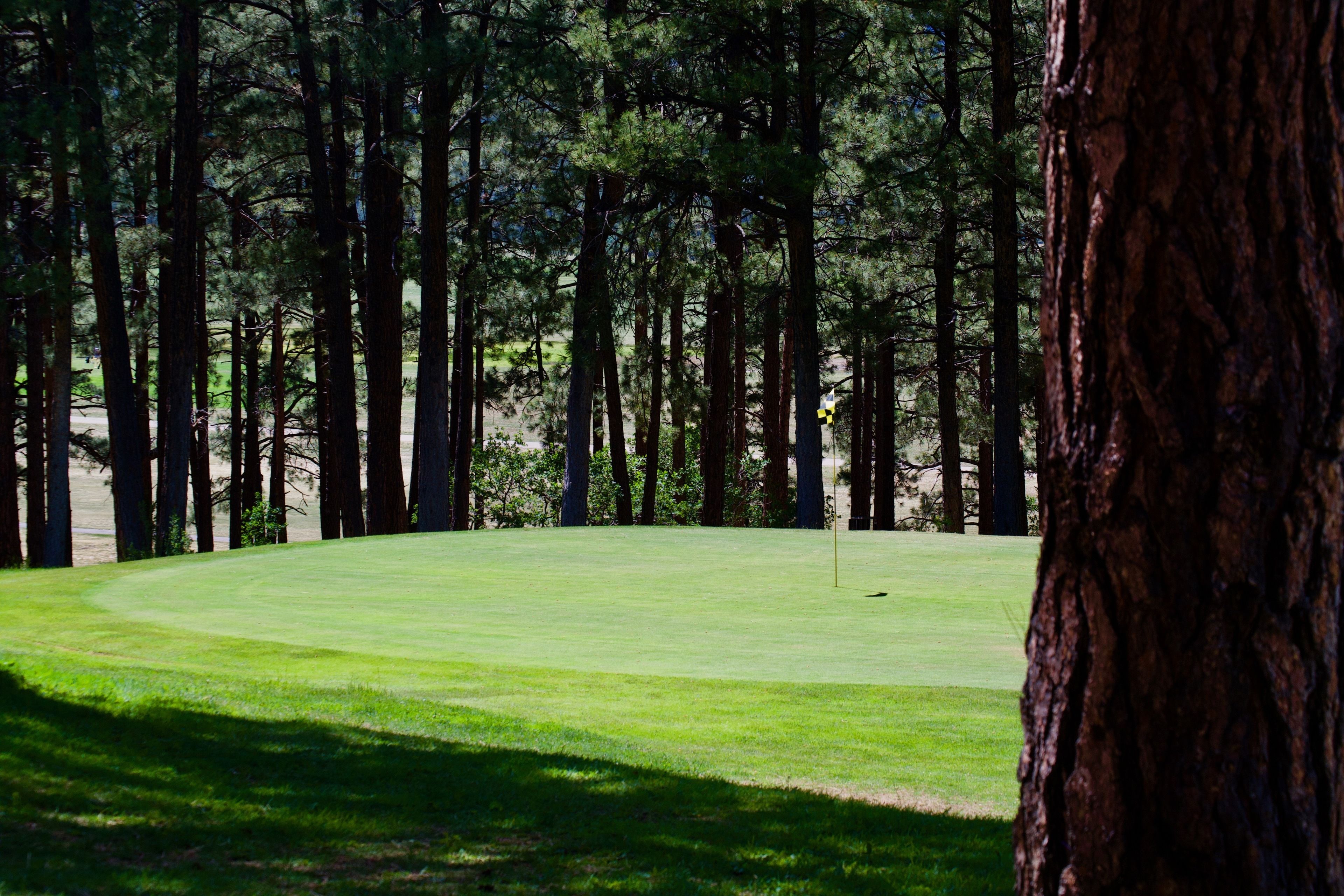 A golf course with a flagstick, surrounded by tall trees.