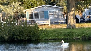 Un cisne nada en aguas tranquilas cerca de una casa con un porche y una pequeña terraza.