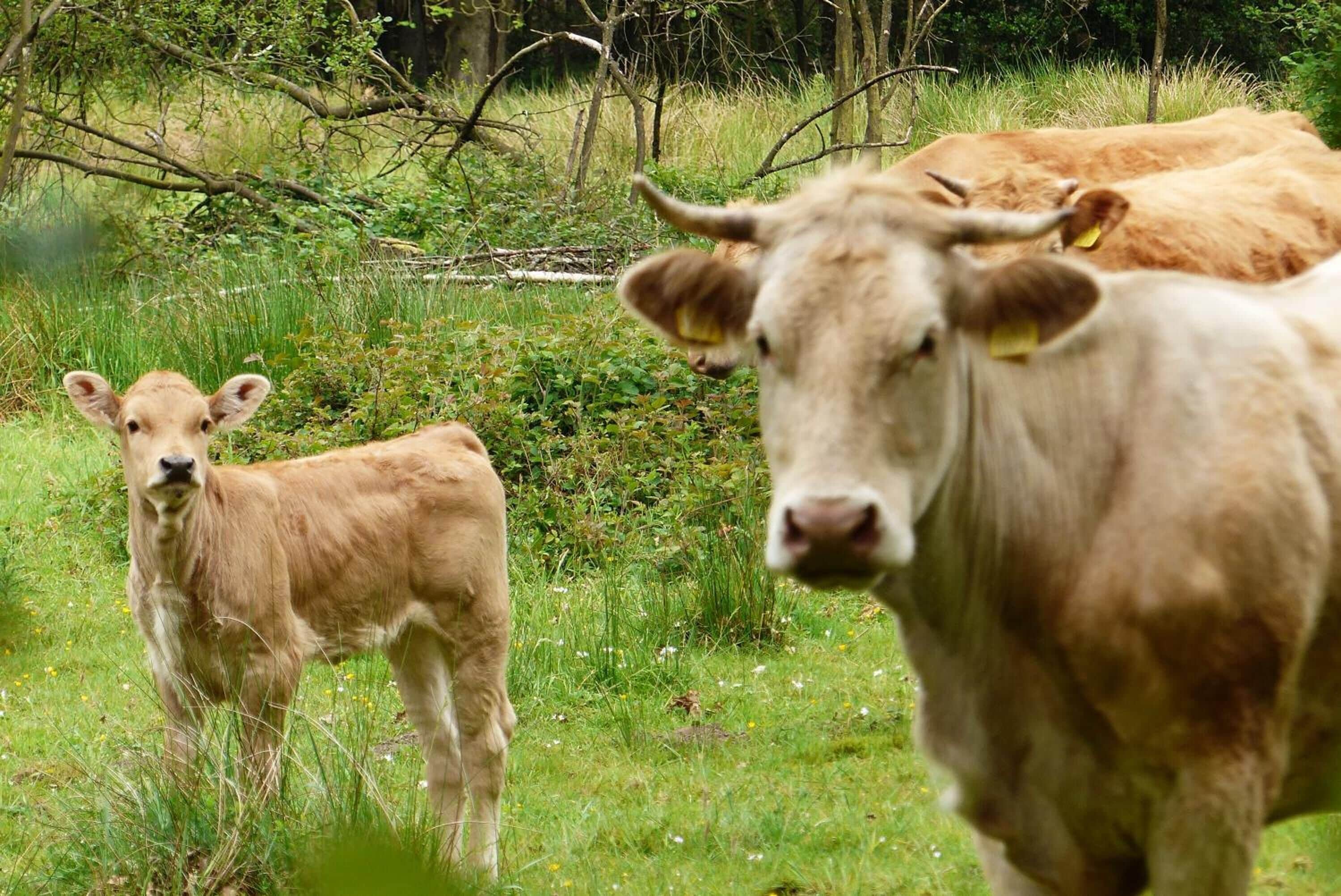 Eine Wiese mit zwei Kühen, einer erwachsenen Kuh und einem Kälbchen, in einer natürlichen Umgebung.