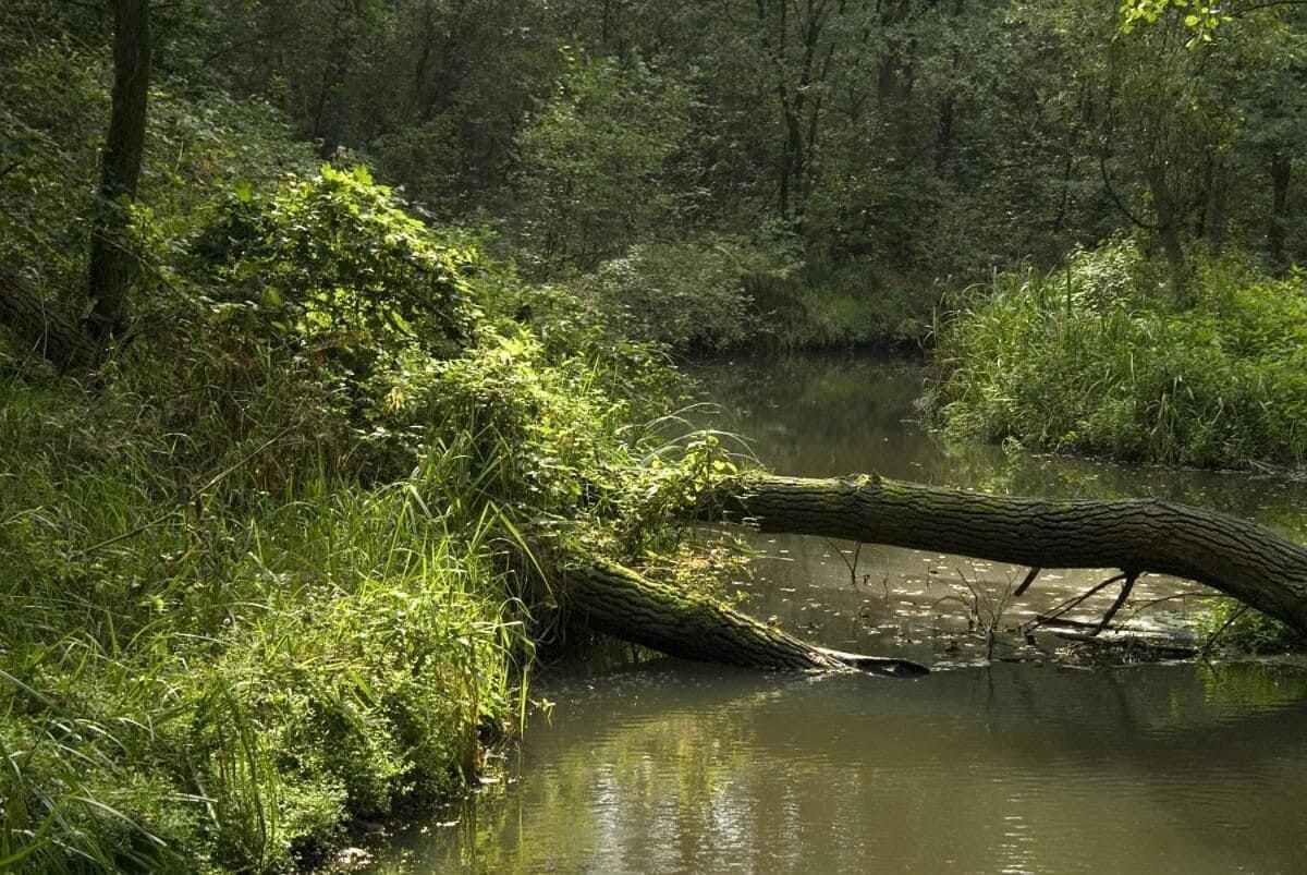 Un paysage naturel avec un arbre tombé dans une rivière, le tout entouré d’une végétation luxuriante.