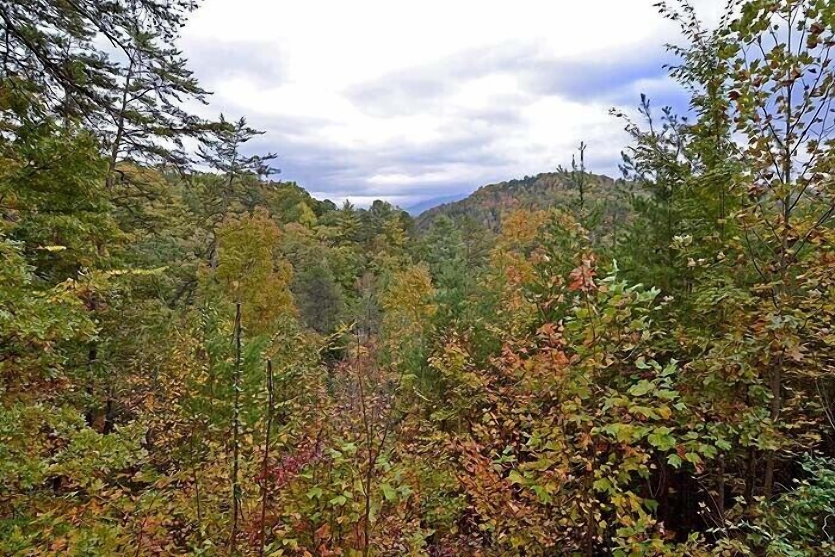 A forested valley with dense foliage and a mountain in the background.