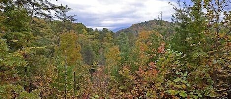 A forested valley with dense foliage and a mountain in the background.