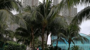 A landscaped garden with palm trees and a modern building in the background.