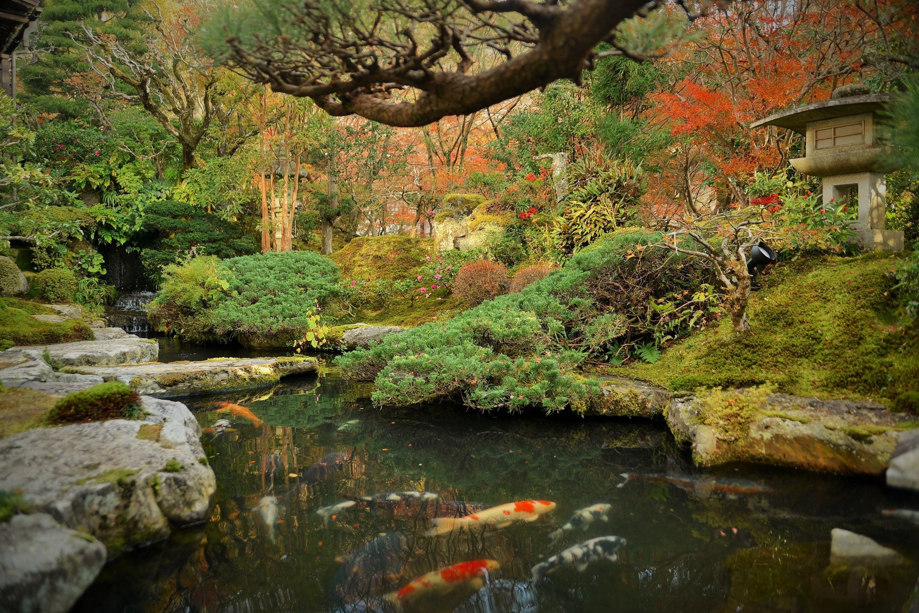 A serene garden with a pond, koi fish, and traditional Japanese architecture.