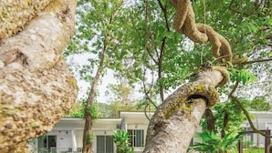 Un arbre au tronc tordu, situé dans un jardin aménagé, avec des sièges extérieurs et un bâtiment en arrière-plan.