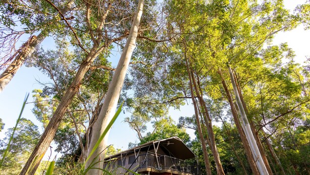 A treehouse with a balcony, surrounded by tall trees and dense foliage. - Sanctuary By Sirromet (Mount Cotton)