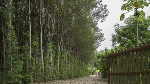 Ein Pfad, gesäumt von dichter Vegetation und einem Holzzaun.