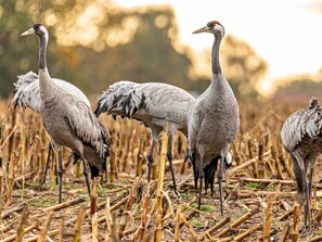 Unclassified image, 4 of 22, button - Landhaus Kreitlow - Holiday apartment (Ribnitz-Damgarten)