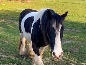 Unclassified image, 3 of 22, button - Landhaus Kreitlow - Holiday apartment (Ribnitz-Damgarten)