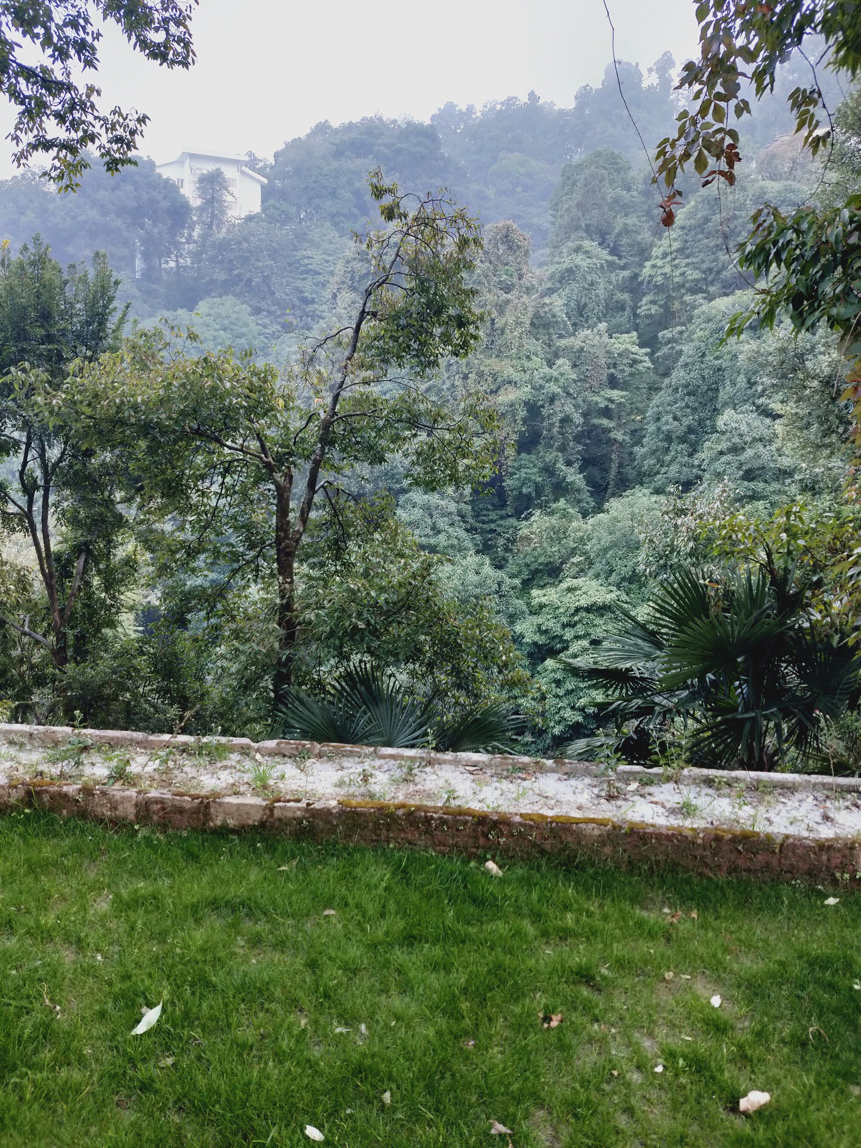 Un paisaje verde exuberante con diversos árboles y un edificio blanco al fondo.