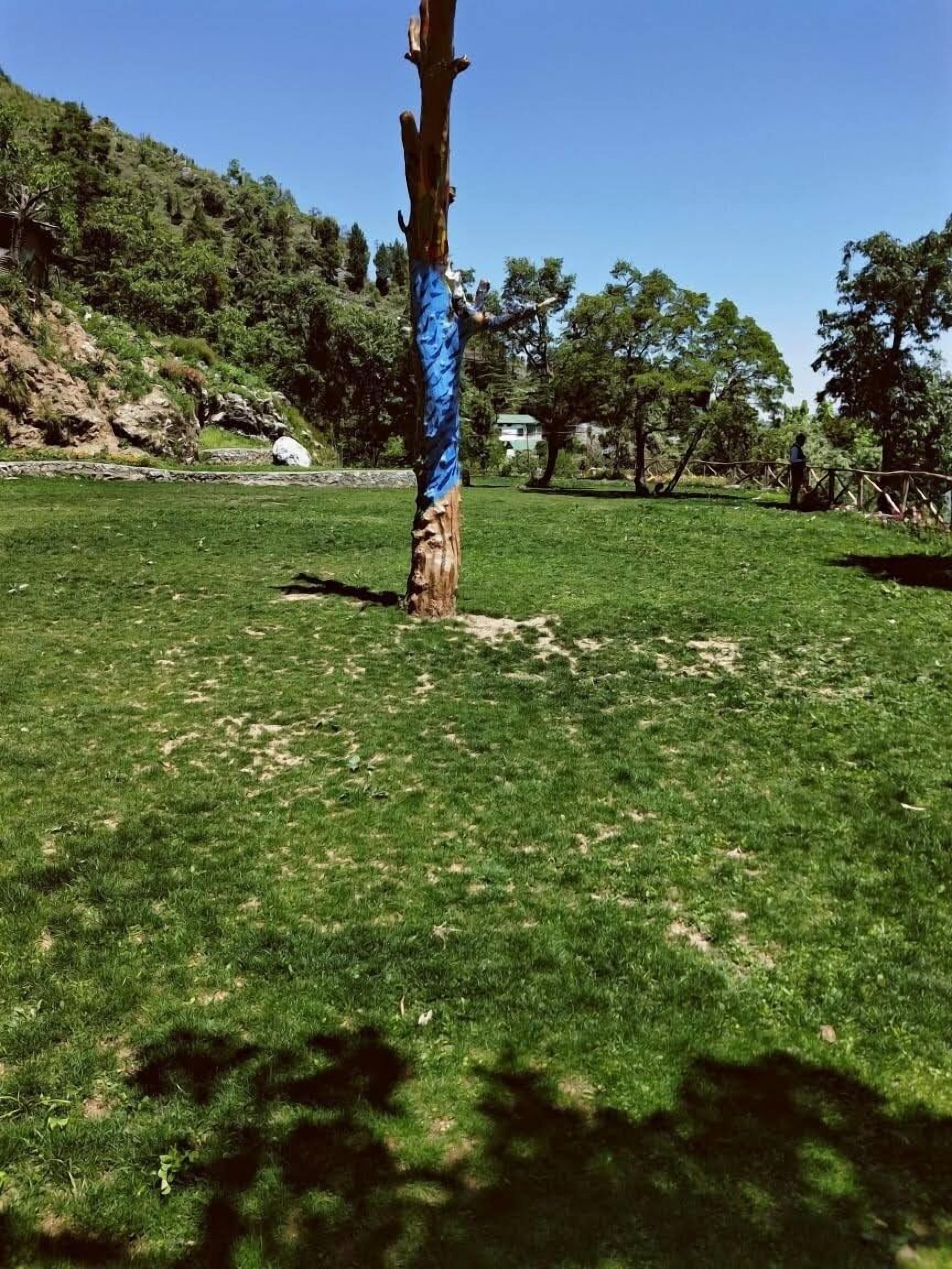 A tree with a blue tarp wrapped around its trunk in a grassy area with a clear sky.