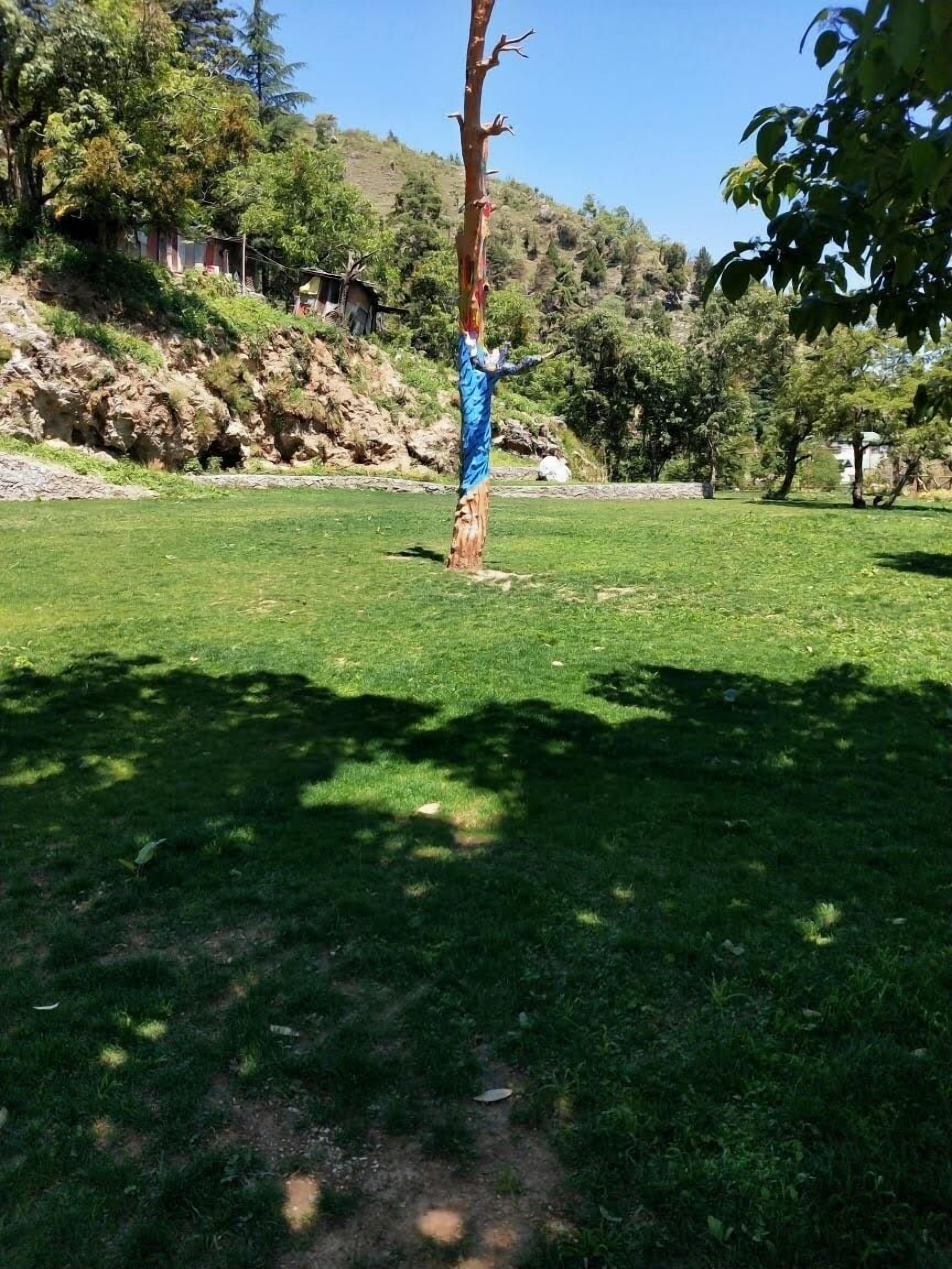 A grassy area with a tree and a building in the background.