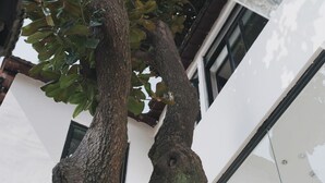 A tree with a thick trunk and branches, positioned in front of a modern building with large windows and a glass facade. - Suzhou Cloud Art Inn (Suzhou)
