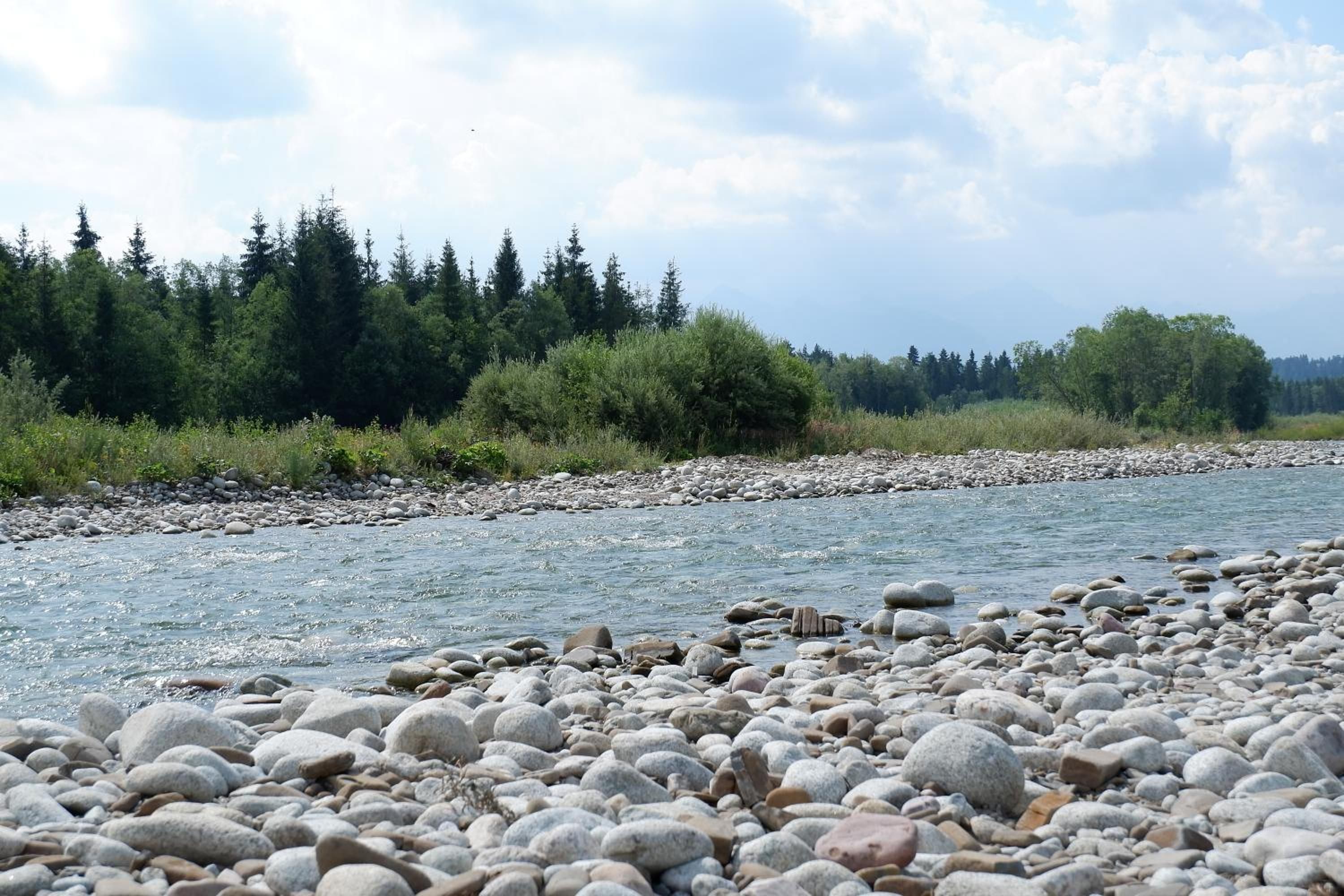 Ein Flussufer mit steiniger Küste und dichtem Wald im Hintergrund.