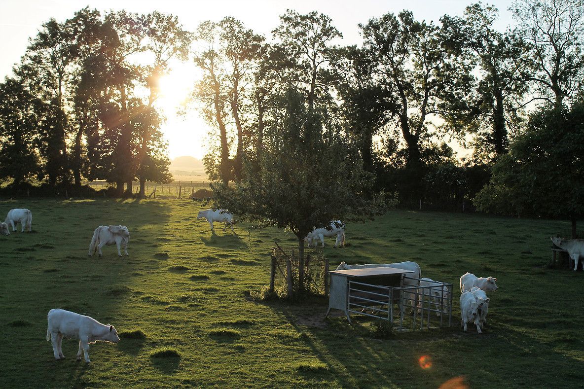 A serene pasture with grazing cattle and a fenced area, surrounded by trees and a clear sky.