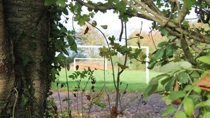 A tree with ivy and a soccer goal in the background. - Gîte- La Ferme des Chataigniers (Vienne-en-Bessin)