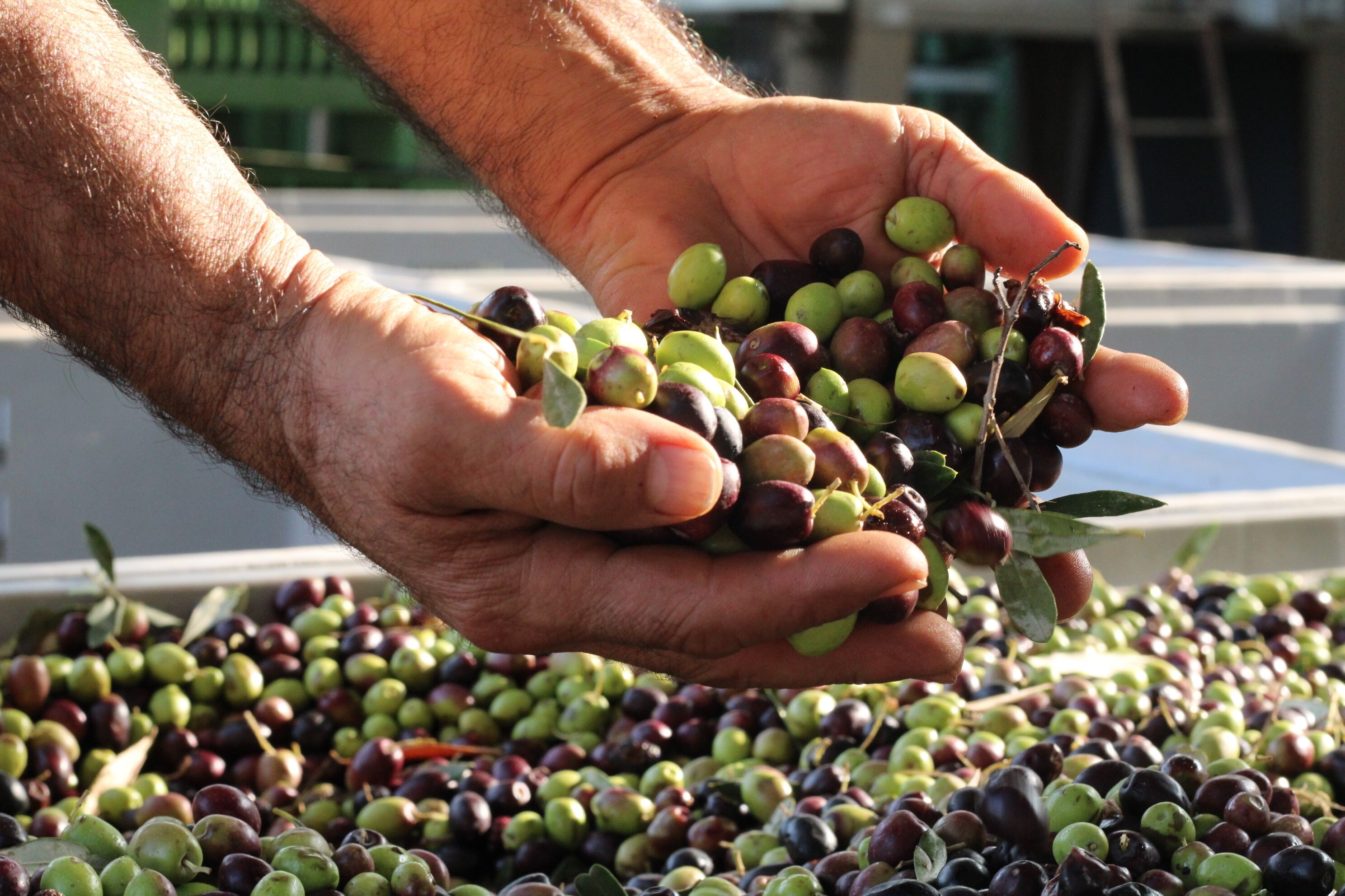 Des mains tenant une grappe d’olives.