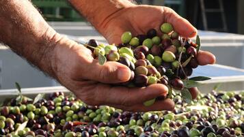 Des mains tenant une grappe d’olives.