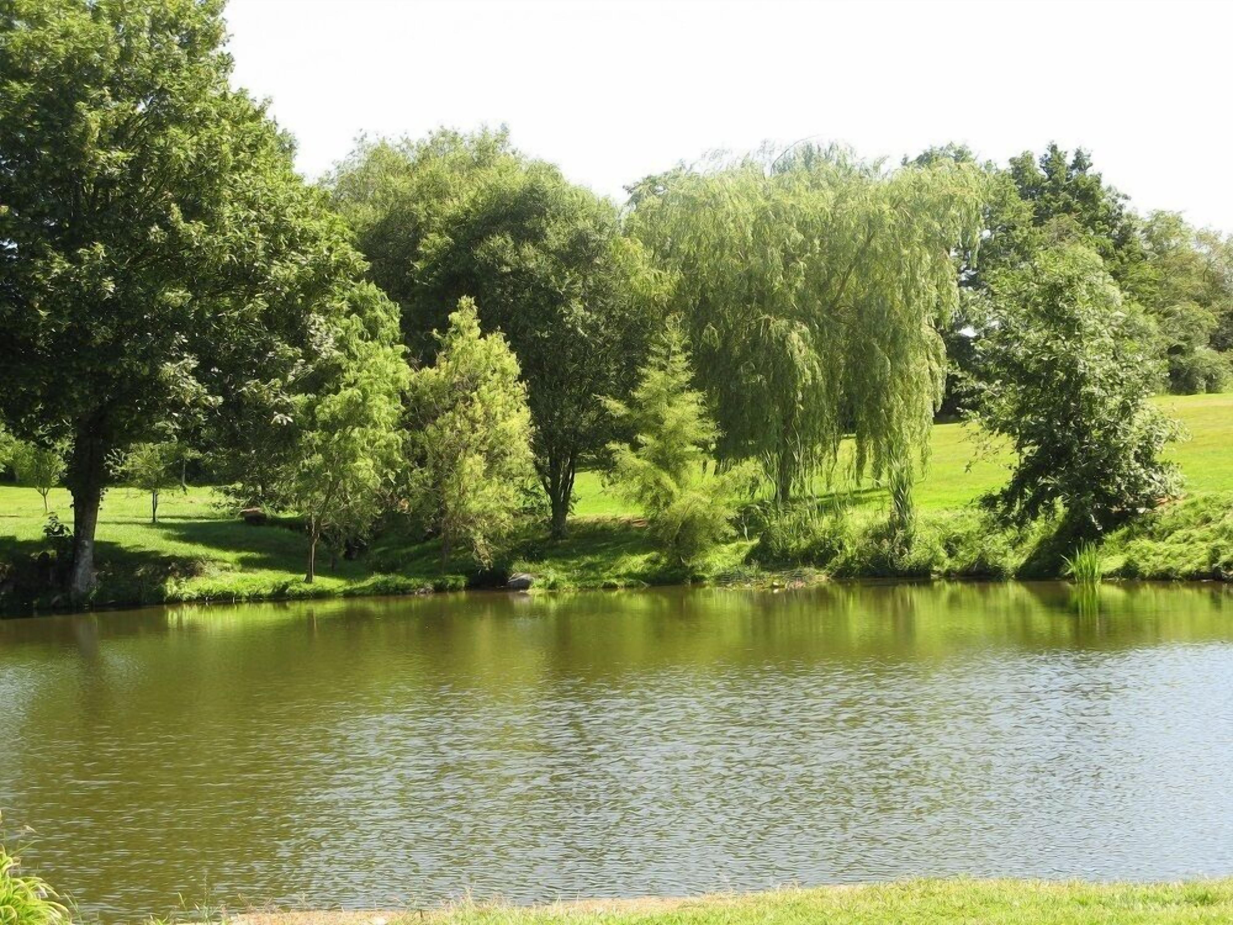 Un lago tranquilo rodeado de abundante vegetación y árboles.