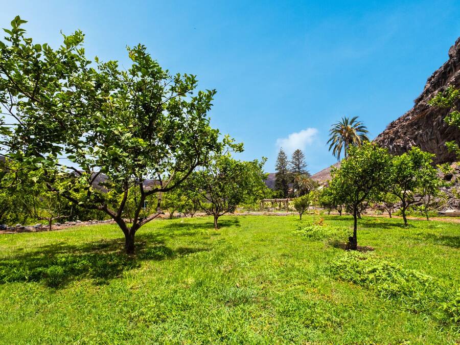 Un paisaje verde y exuberante con árboles y una montaña al fondo.