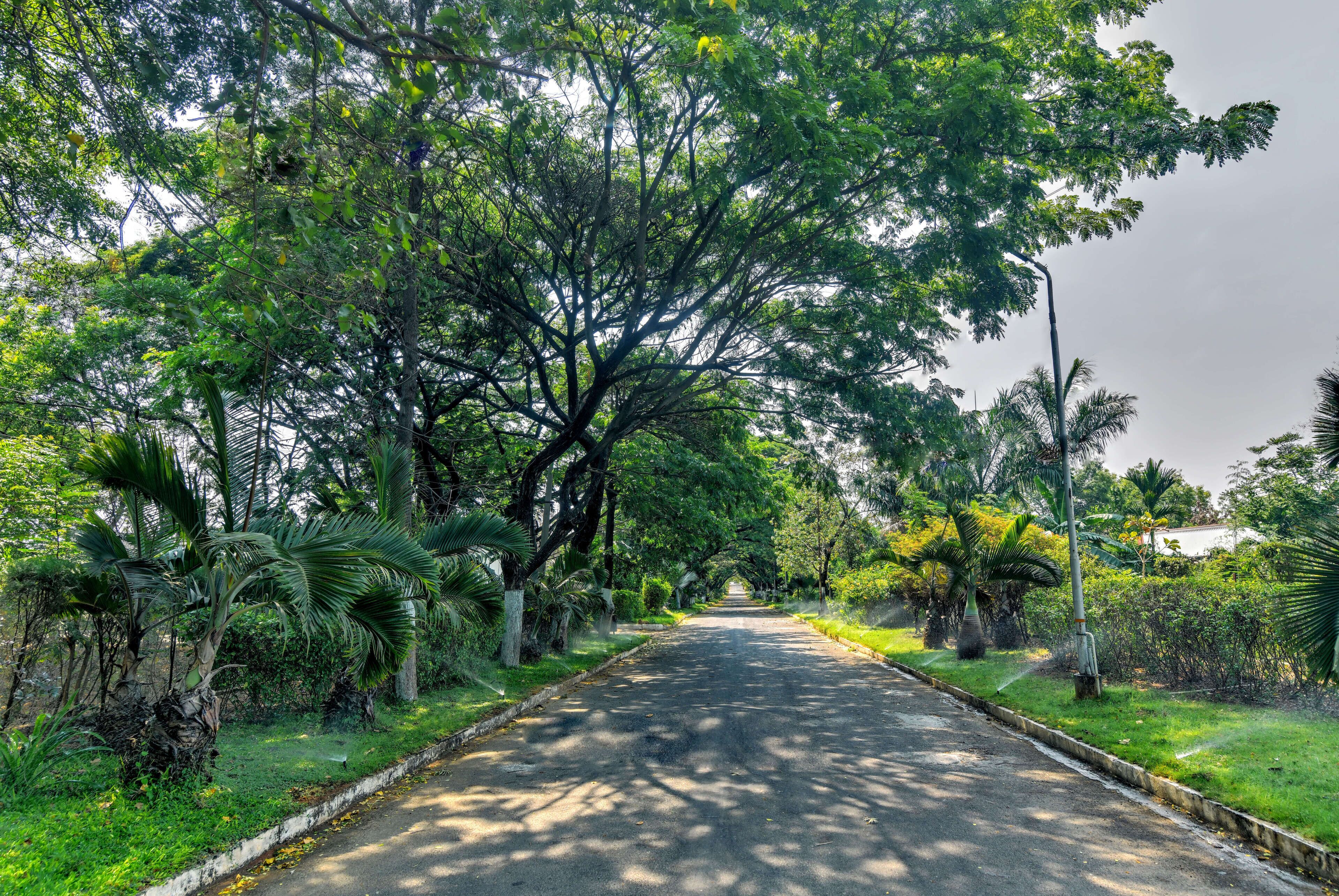 Una carretera bordeada de árboles y exuberante vegetación a ambos lados.