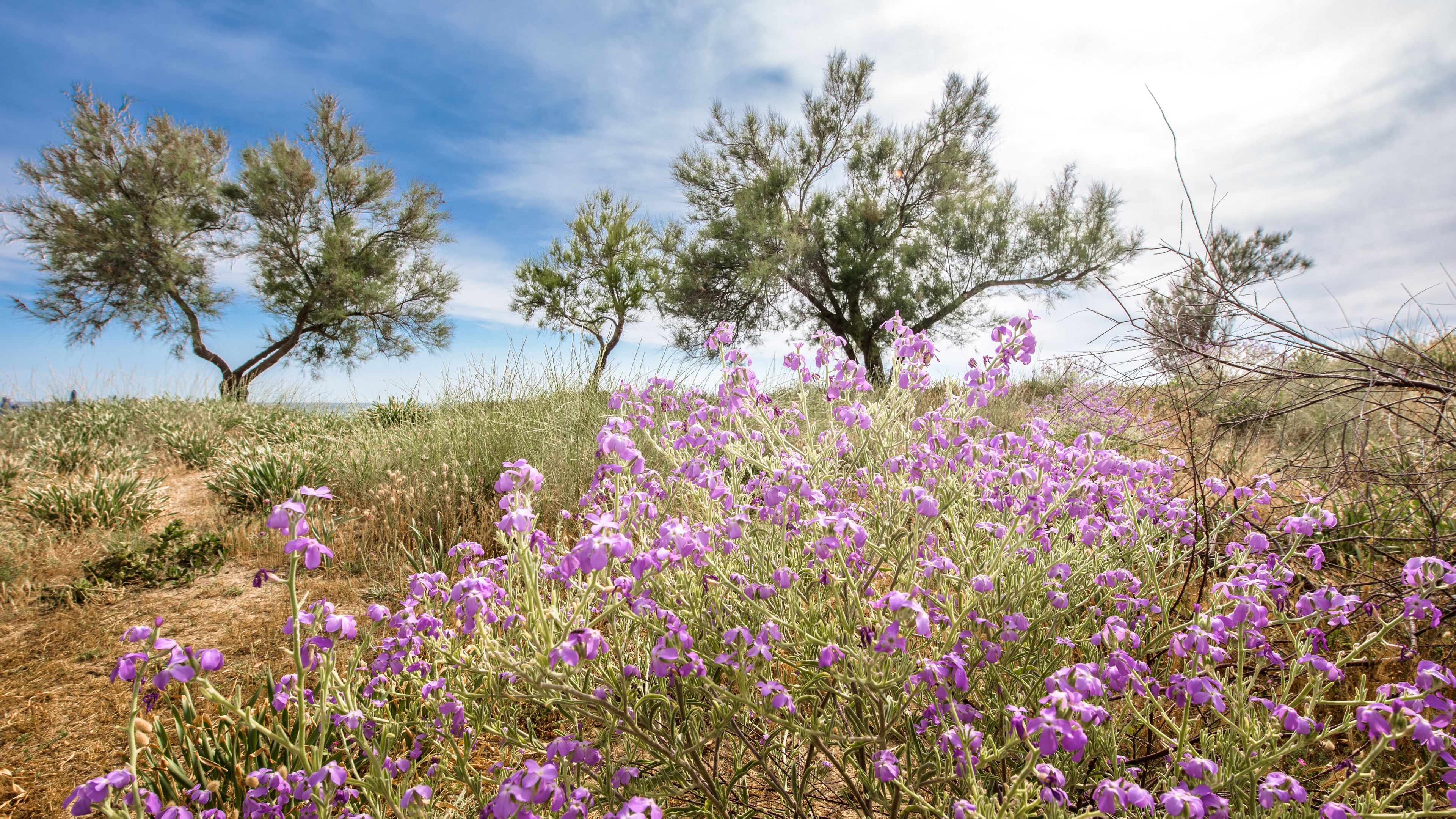 Un champ de fleurs violettes, avec des arbres en arrière-plan.