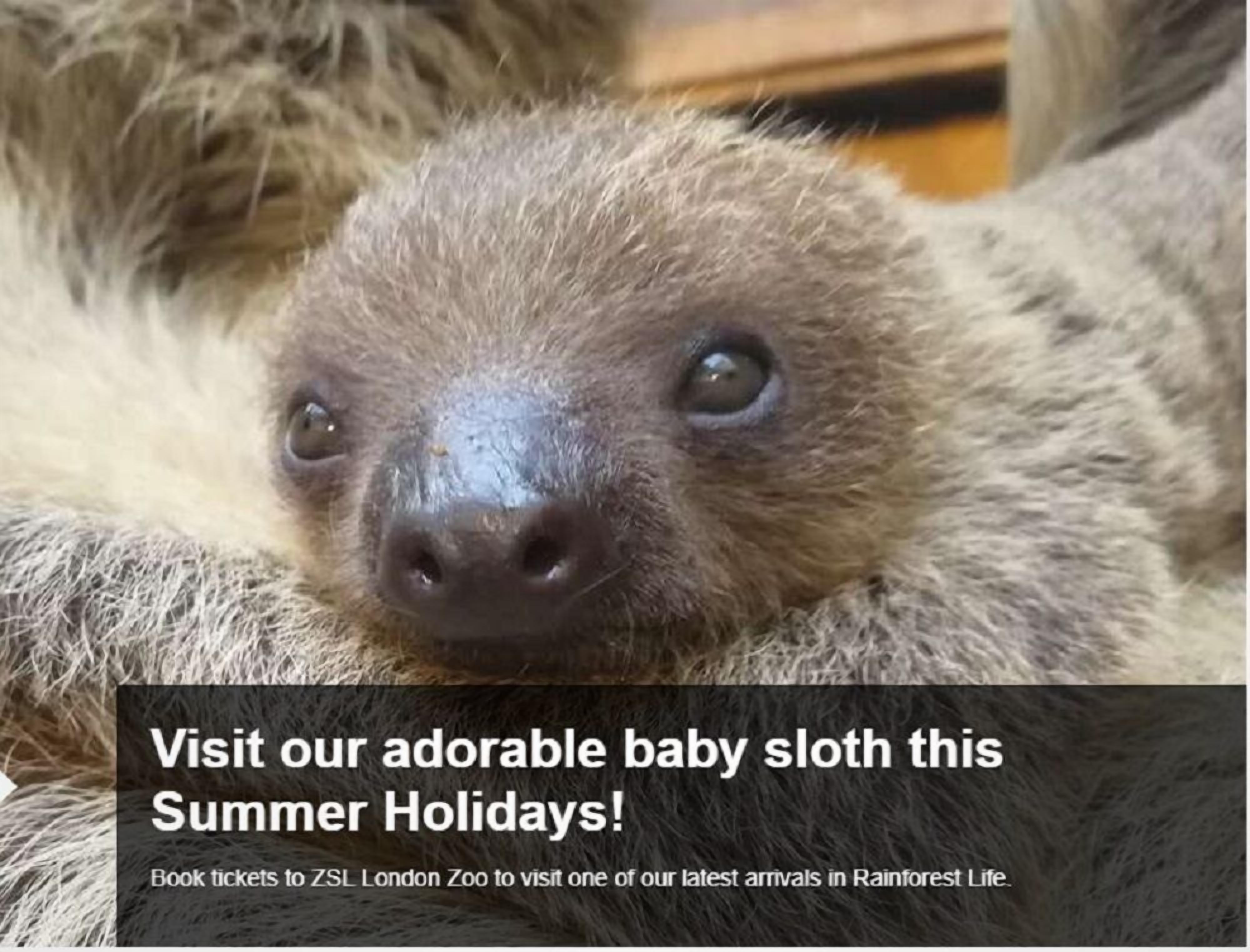 En dovendyr med tekst, der reklamerer for et sommerferiebesøg i London Zoo.