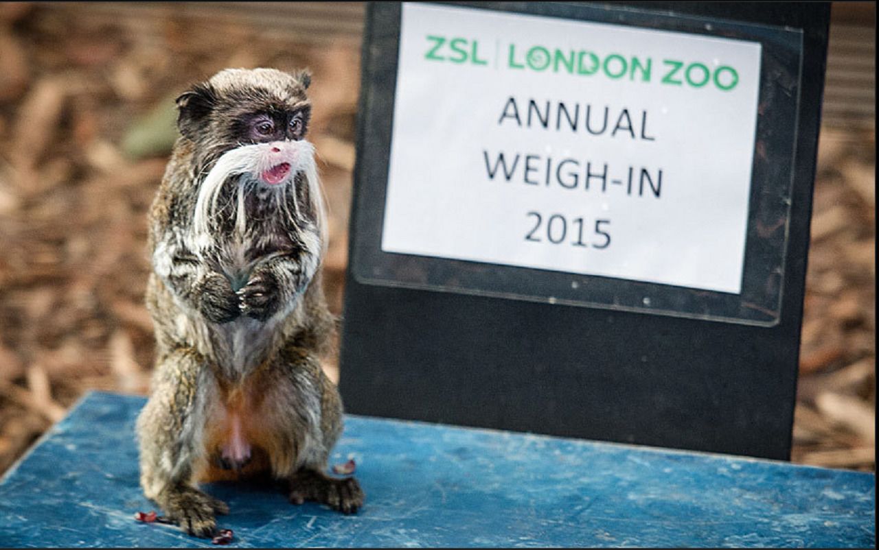 Un chien est assis sur une plateforme bleue, à côté d’un panneau indiquant la date de la pesée annuelle qui a eu lieu au zoo de Londres (ZSL) en 2015.
