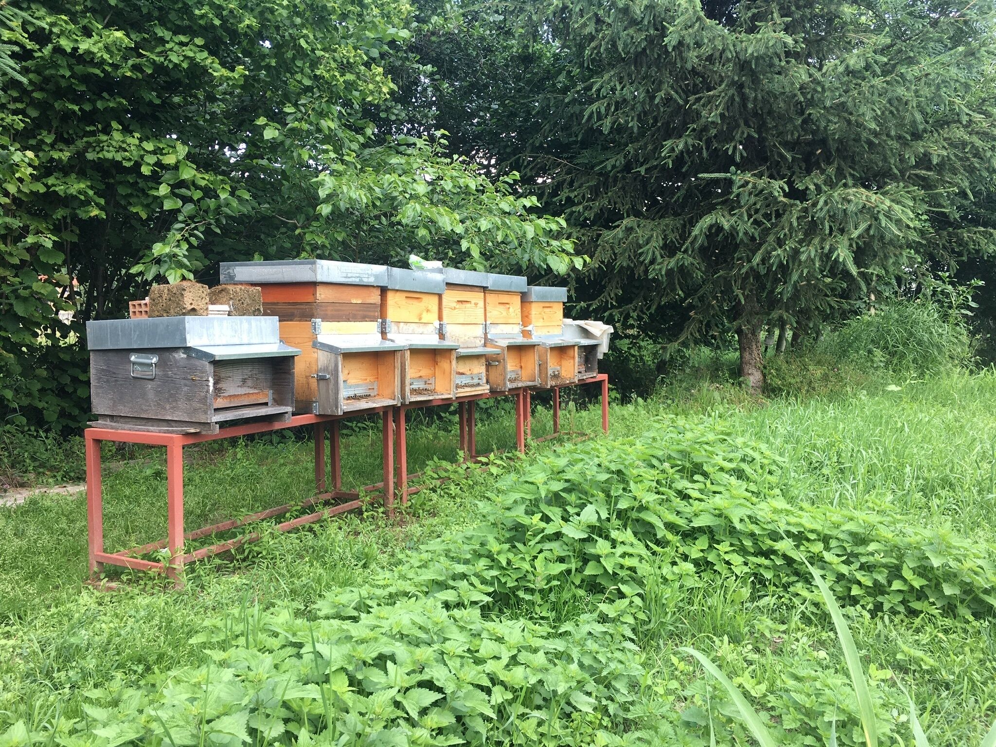 A series of beehives on a metal stand in a grassy area with trees in the background.