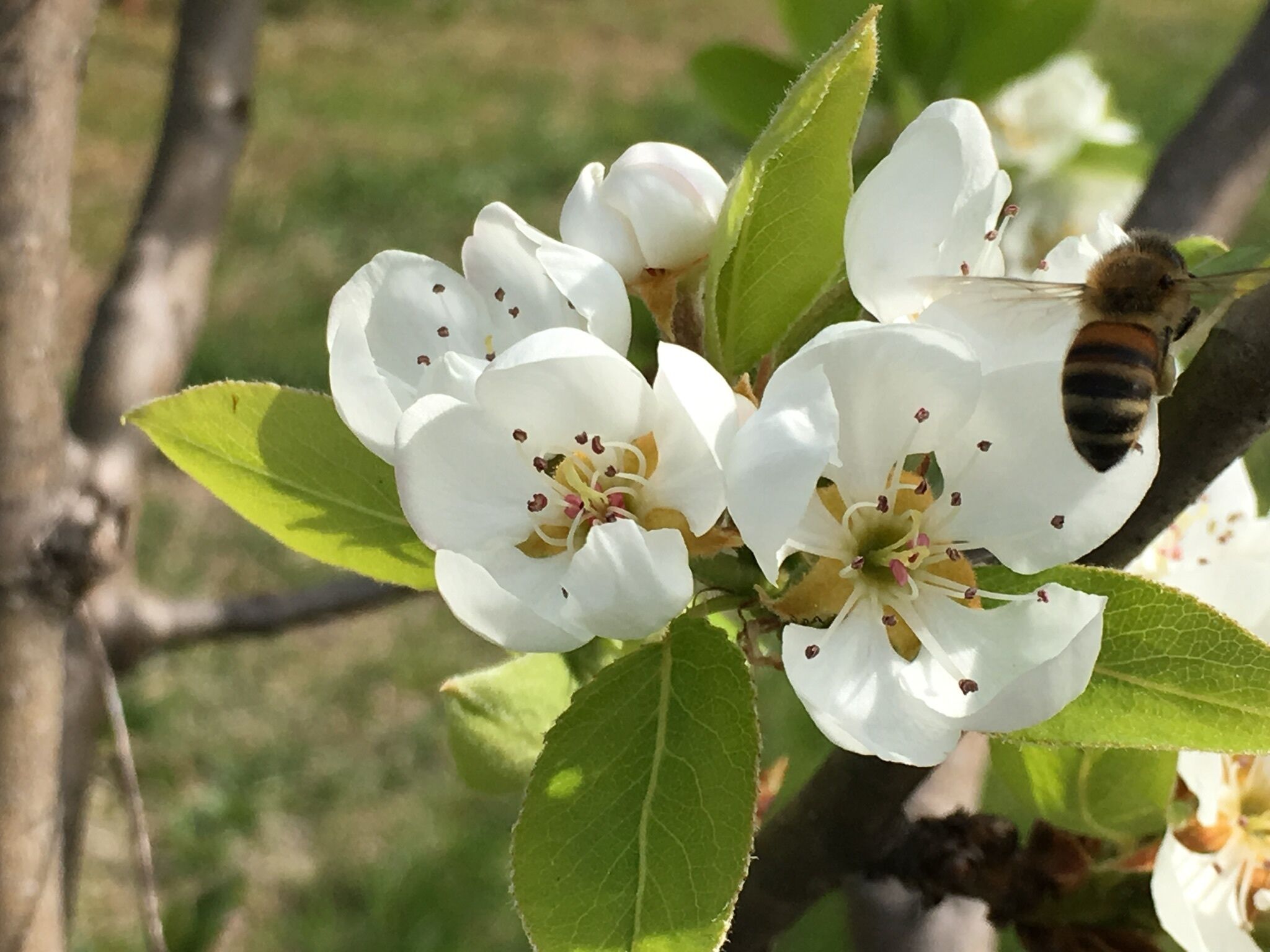 Eine Nahaufnahme von weißen Blüten mit einer Biene auf einem Zweig.