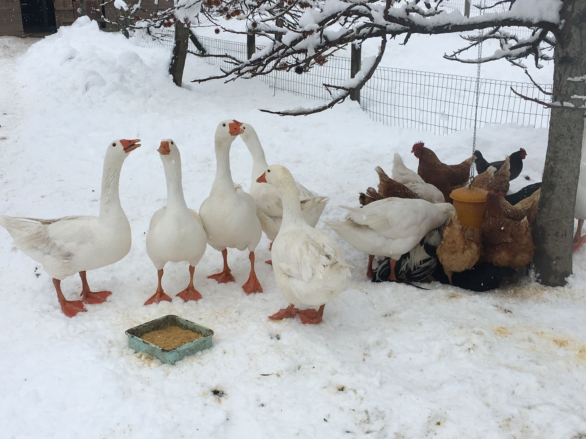 A group of geese and chickens in a snowy outdoor area with a feeding trough.