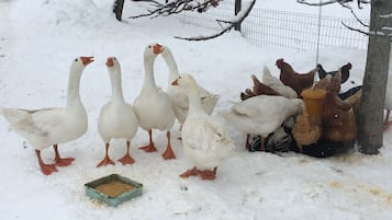 A group of geese and chickens in a snowy outdoor area with a feeding trough.