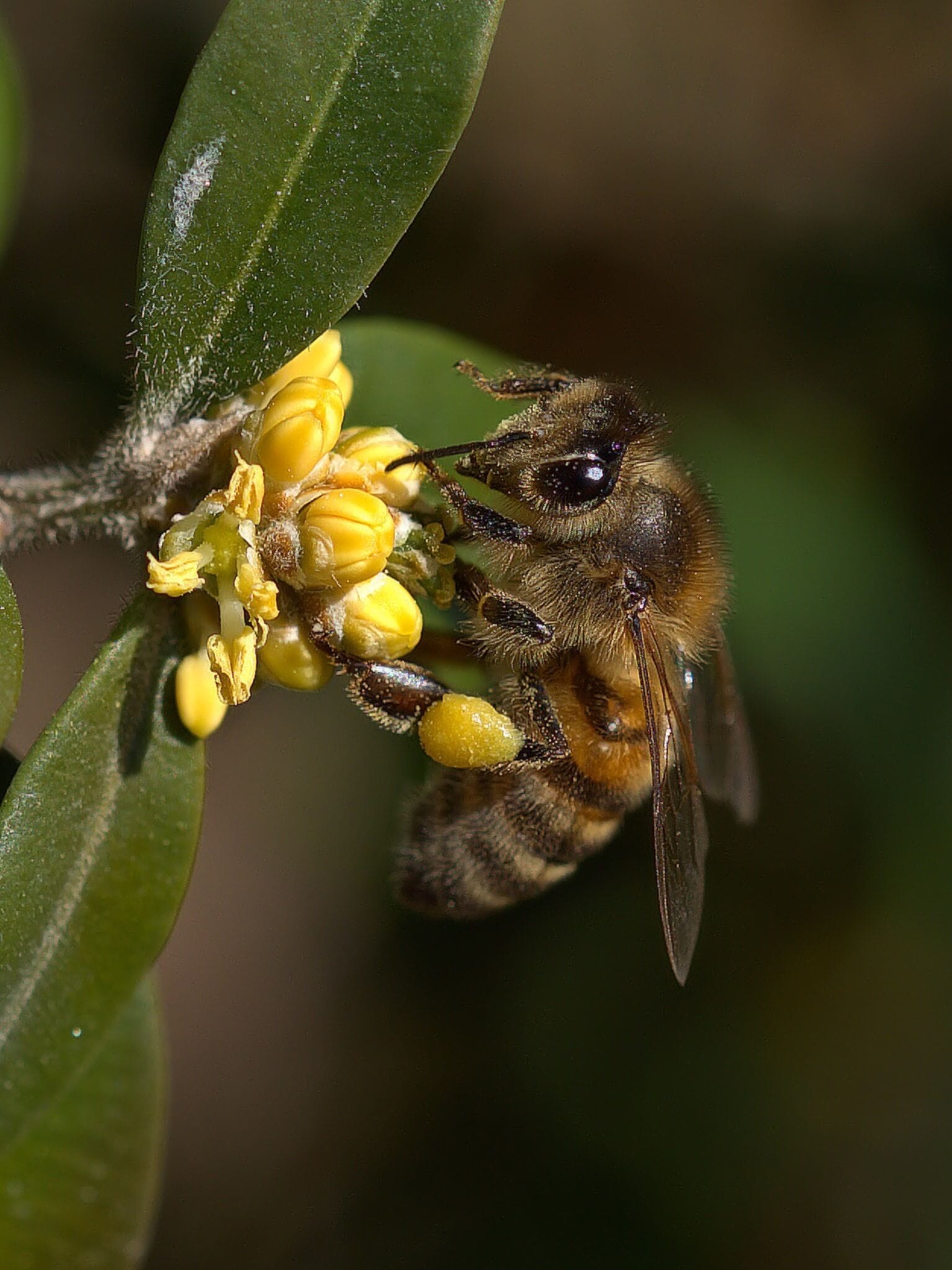 Une abeille sur une plante aux fleurs jaunes.