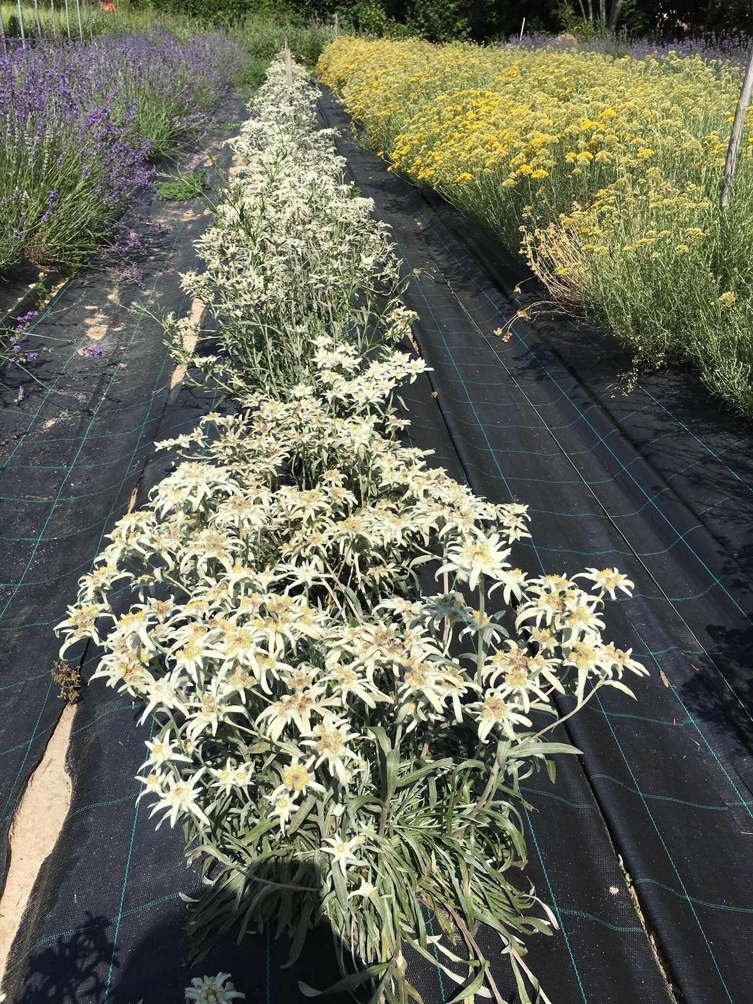 Cama de jardín con hileras de flores blancas, bordeada con tela negra.