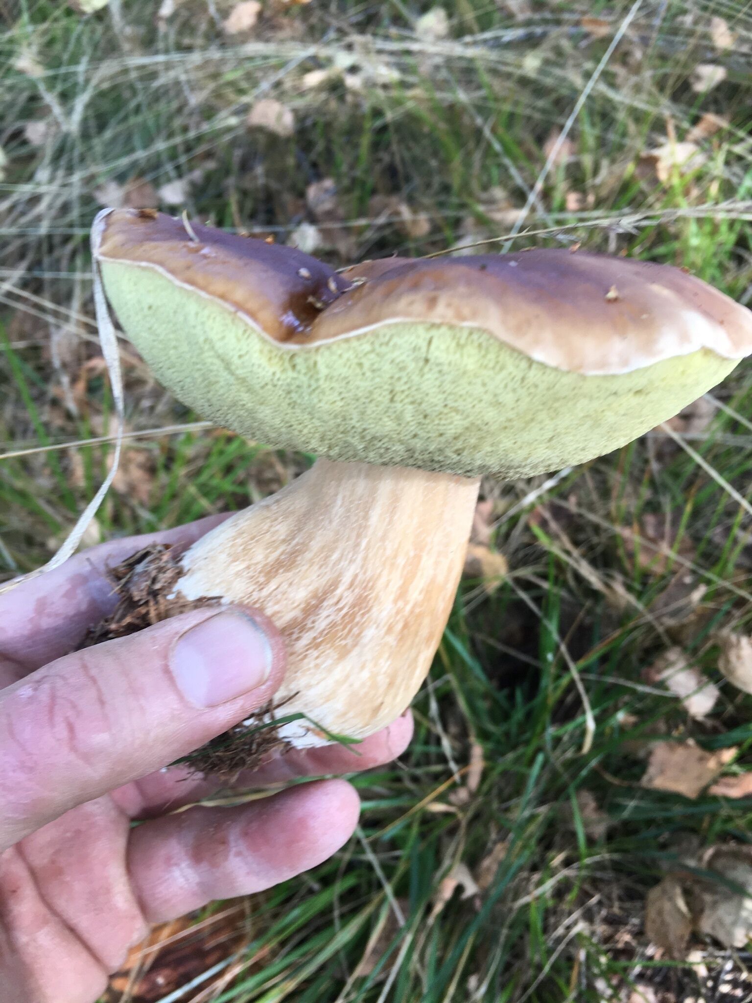 Une main tenant un champignon avec un chapeau vert et une tige brune.
