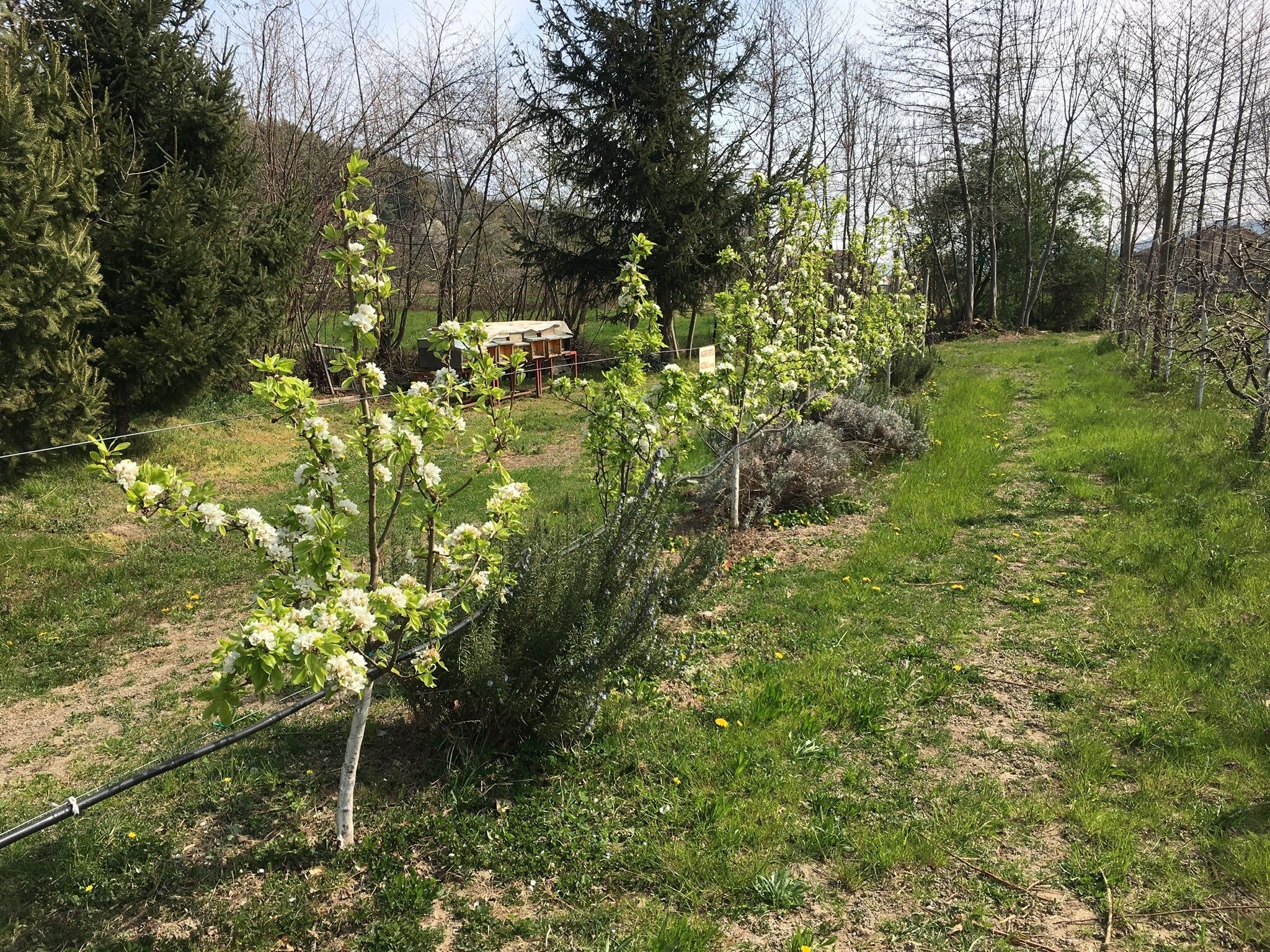 A garden with flowering trees and a path.