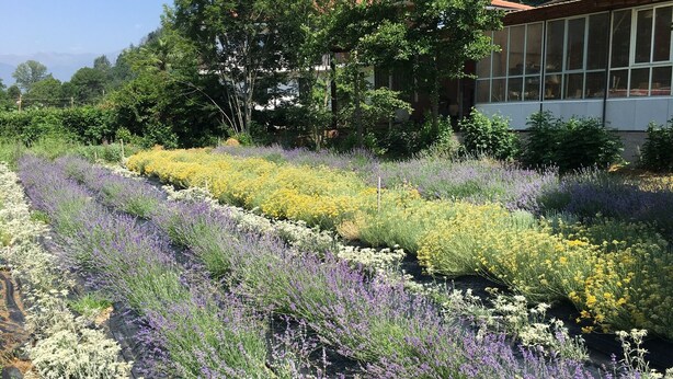A garden with rows of lavender and yellow flowers, a building with large windows, and a tree in the background. - Agriturismo La Virginia (Revello)