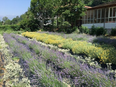 Agriturismo La Virginia