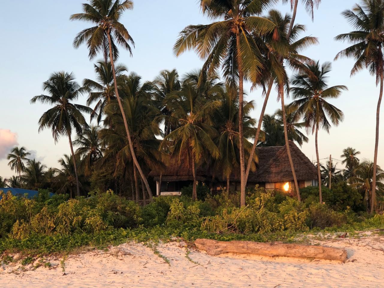 Une plage bordée de palmiers et abritant une cabane à toit de chaume.